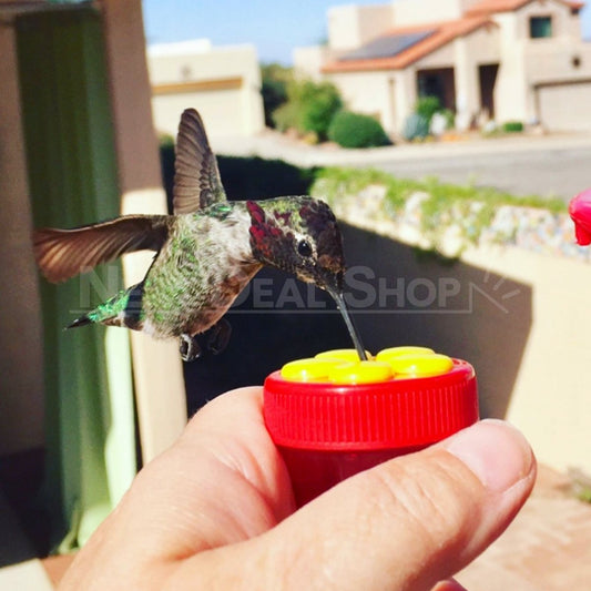 Handheld Hummingbird Feeders - Garden Yard Backyard Bird Feeding Supply