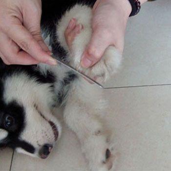 Professional Pet Nail Clipper with 1 Nail File - Next Deal Shop
- 2
