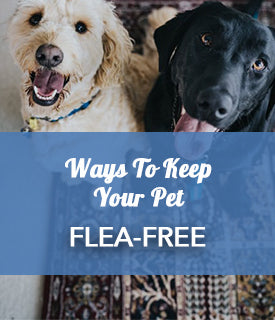 Ways To Keep Your Pet Flea-Free