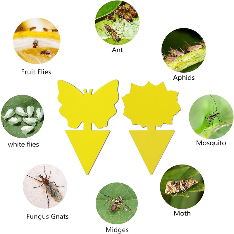 40 Pcs - Sticky Fruit Fly Trap-Next Deal Shop-Next Deal Shop