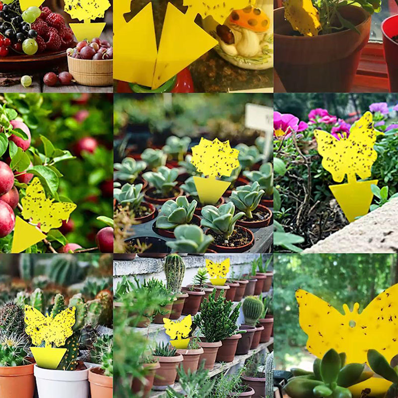 40 Pcs - Sticky Fruit Fly Trap-Next Deal Shop-Next Deal Shop