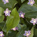 Battery Powered Warm White LED Purple Flower String Lights -  6.56-Ft Fairy Decorative Lighting