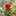 Colorful Tulip Bee Watering Station