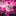 16ft Pink Copper Wire Fairy LED Lights (Waterproof)-Next Deal Shop-Next Deal Shop