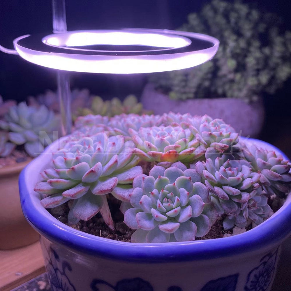 Halo Grow Lights for Indoor Plants (USB Powered)-Next Deal Shop-Pink-Next Deal Shop