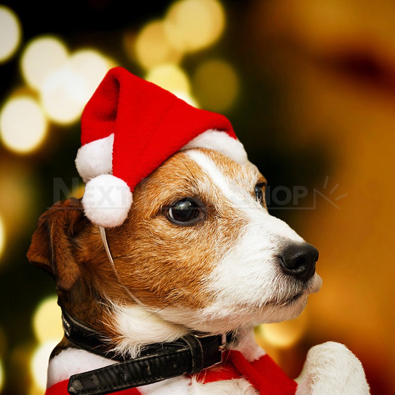Mini Santa Hat for Pet-Next Deal Shop-Next Deal Shop