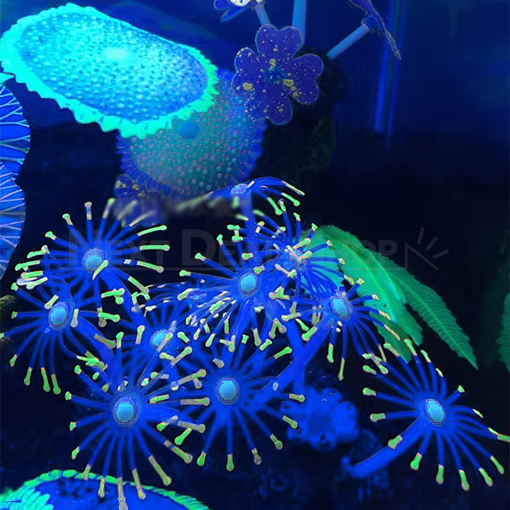 Star Polyps Coral Aquarium Decoration-Next Deal Shop-Next Deal Shop