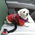 Pet Adjustable Safety Belt (6 Colors Available)