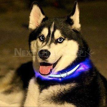 Solid Blue Nylon LED Pet Collar-Next Deal Shop-Next Deal Shop